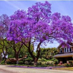 Saksılı Jacaranda (Jakaranda) Ağacı Fidanı (100-150 cm)