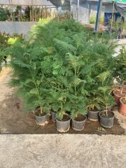 Saksılı Jacaranda (Jakaranda) Ağacı Fidanı (100-150 cm)