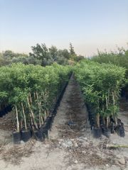 TÜPLÜ AŞILI YEDİVEREN LİMON+ŞADOK AĞAÇ KAVUNU 2 YAŞ 90-110 CM