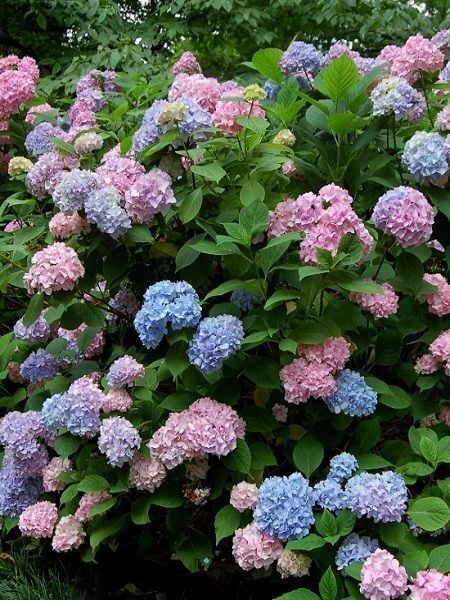 Tüplü Karışık Renkli Ortanca Çiçeği Fidanı (5 Adet)