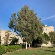 6 Adet Tüplü Hızlı Büyüyen Kalın Gövdeli Okaliptus Ağacı Fidanı (2-2,5 metre) 4-5 Yaş