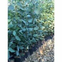 6 Adet Tüplü Hızlı Büyüyen Kalın Gövdeli Okaliptus Ağacı Fidanı (2-2,5 metre) 4-5 Yaş