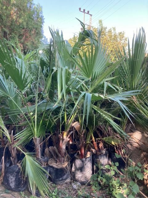 Tüplü Washingtonia Robusto Palmiye Ağacı Fidanı (40-60 cm) (5 Adet)