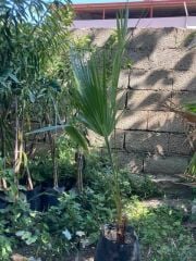 Tüplü Washingtonia Robusto Palmiye Ağacı Fidanı (40-60 cm) (5 Adet)