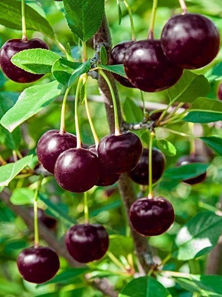 SAKSILI KÜTAHYA VİŞNE FİDANI 3 YAŞ 130-170 CM BOY