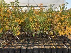 SAKSILI KÜTAHYA VİŞNE FİDANI 3 YAŞ 130-170 CM BOY