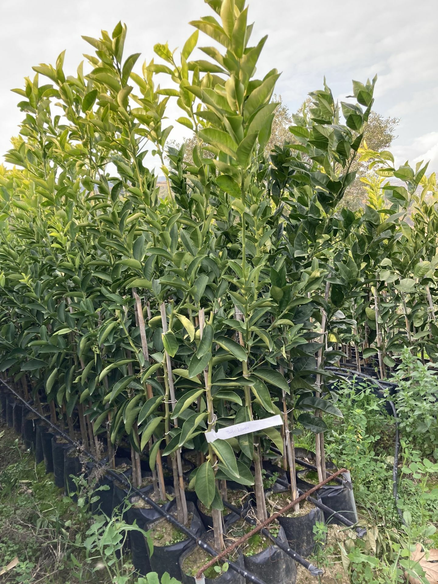 Tüplü Tatlı Limon (Şeker Limon) Fidanı Gloria Fidancılık