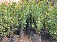 3 Yaş Kocayemiş (Dağ Çileği) Fidanı 80-110 cm