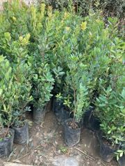 3 Yaş Kocayemiş (Dağ Çileği) Fidanı 80-110 cm