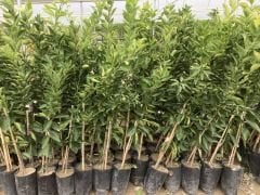 Tüplü Dekopon Mandalina Fidanı