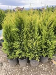 SAKSIDA GENİŞ FORMLU LİMONİ SELVİ BOY 180-200 CM