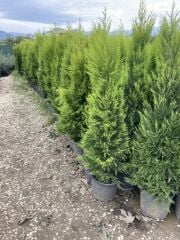 SAKSIDA GENİŞ FORMLU LİMONİ SELVİ BOY 180-200 CM