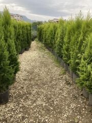 SAKSIDA GENİŞ FORMLU LİMONİ SELVİ BOY 180-200 CM