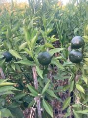 Bodrum Mandalinası Fidanı