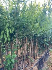 Bodrum Mandalinası Fidanı