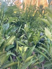 Bodrum Mandalinası Fidanı