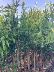 Bodrum Mandalinası Fidanı