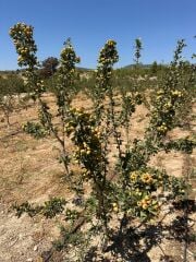 TÜPLÜ AŞILI, İRİ MEYVELİ SARI BELEN ALIÇ FİDANI 100-120 CM