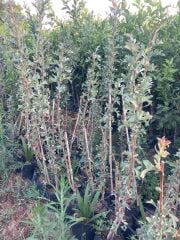 TÜPLÜ AŞILI, İRİ MEYVELİ SARI BELEN ALIÇ FİDANI 100-120 CM