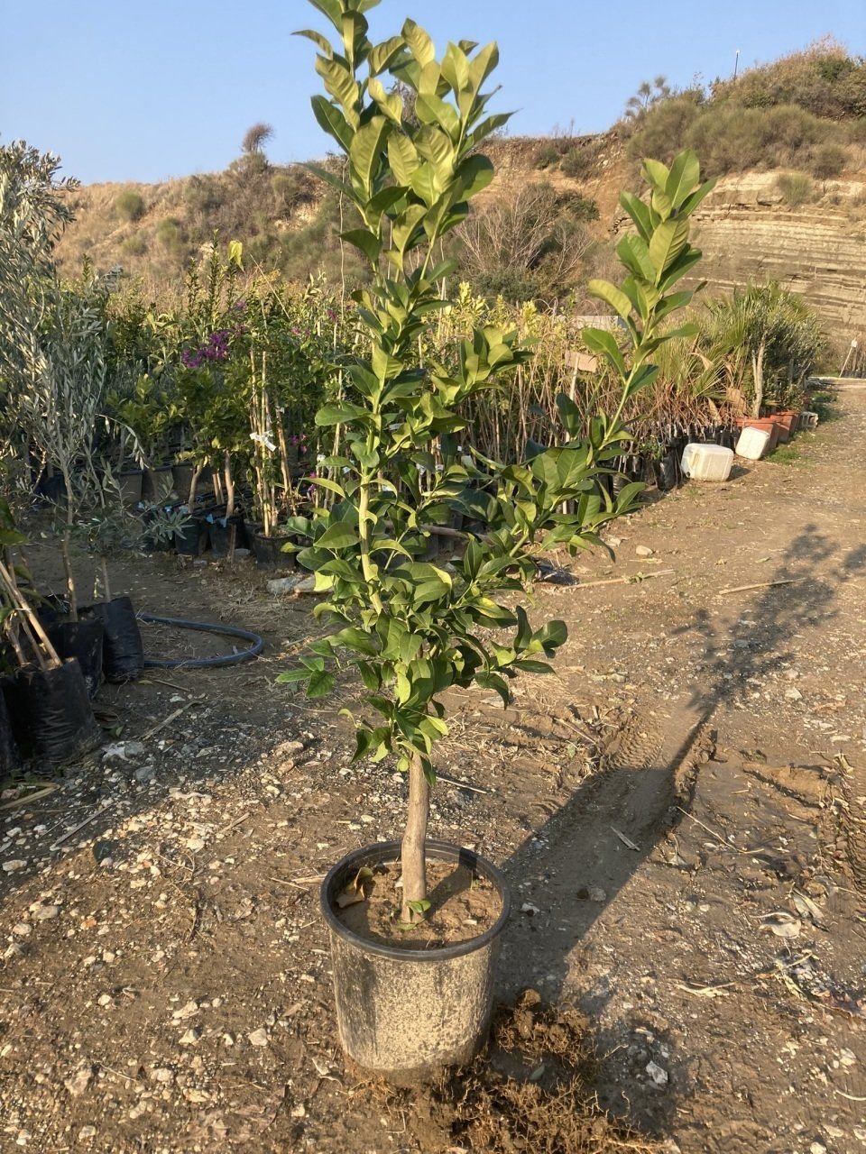 Bodur Yediveren Limon Fidanı ( 12 Litrelik Saksıda, Yaş 3 Boy 80-100 CM)