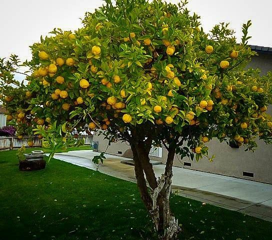Tüplü Aşılı Euroka Limon Fidanı 2 yaş (100-120 cm)