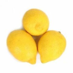 Tüplü Aşılı Lamas Limon 2 Yaş (Boy 90-110 cm)