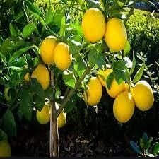 Tüplü Aşılı Mayer Limon Fidanı 2 yaş (130-160 cm)