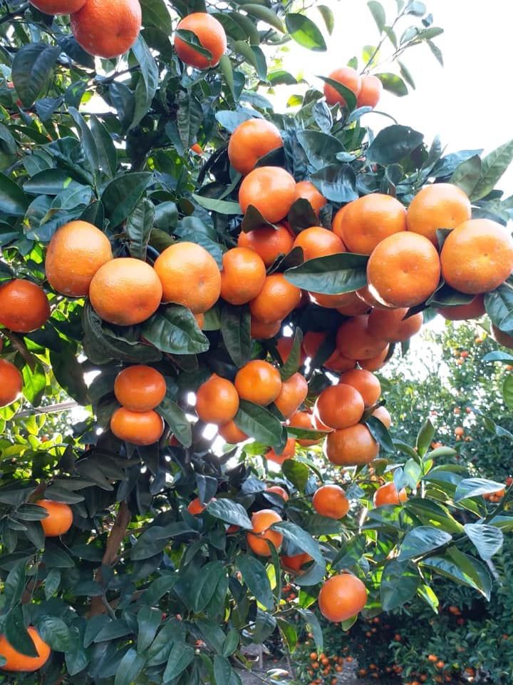 Tüplü Aşılı W.Murcott Mandalina Fidanı 2 yaş(120-140 cm)