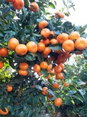 Tüplü Aşılı W.Murcott Mandalina Fidanı 2 yaş(120-140 cm)