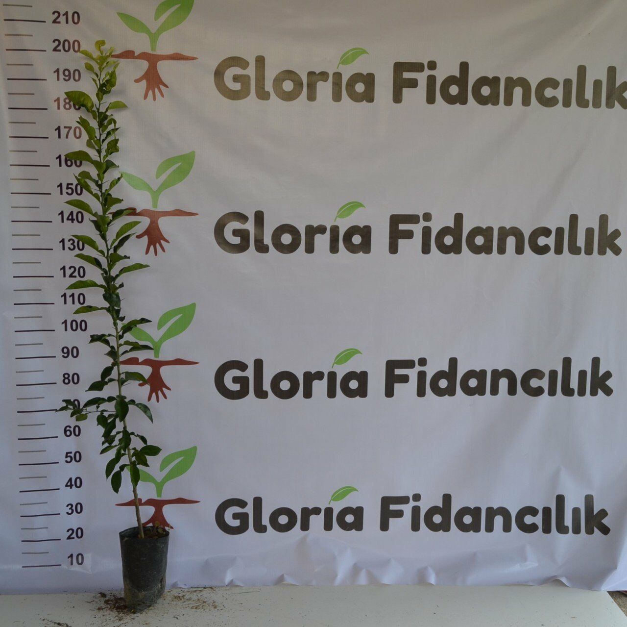 TÜPLÜ  TURUNÇ ANAÇ(2 Yaş- Aşılanabilir veya Reçellik Turunç meyvesi alınabilir)