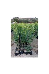 TÜPLÜ  VOLKAMARİANA LİMON ANACI 100-120 CM (2 Yaş- aşılanabilir veya reçellik limon meyvesi alınabilir )