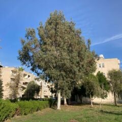 TÜPLÜ OKALİPTUS FİDANI BOY 70-100CM 4 ADET