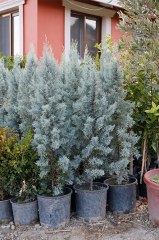 Arizona Mavi Servi Fidanı-12 LT Saksıda Cupressus Arizonica - 120-150 CM