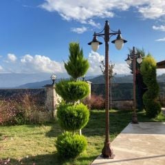 SAKSIDA LİMONİ SERVİ FİDANI BOY (60-80 CM)