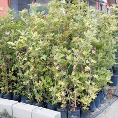 TÜPLÜ ÇINAR FİDANI YAŞ 1 BOY 90-120cm