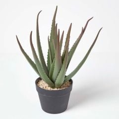 4 ADET ALOE VERA BİTKİSİ 20-30 CM