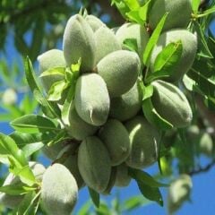 TÜPLÜ FERRADUEL BADEM FİDANI YAŞ 2 BOY 80-100CM