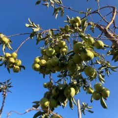 TÜPLÜ AŞILI ALTIN ÇEKİRDEK ELMA FİDANI 2 YAŞ BOY 90-110 CM