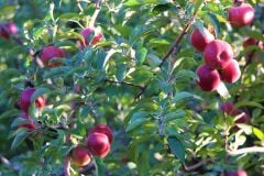 TÜPLÜ AŞILI AMASYA MİSKET ELMA FİDANI