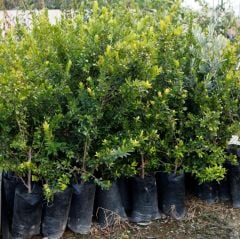 TÜPLÜ YABAN MERSİNİ( BEYAZ HAMBELES)