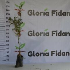 TÜPLÜ HİCAZ NAR FİDANI 100-130 CM