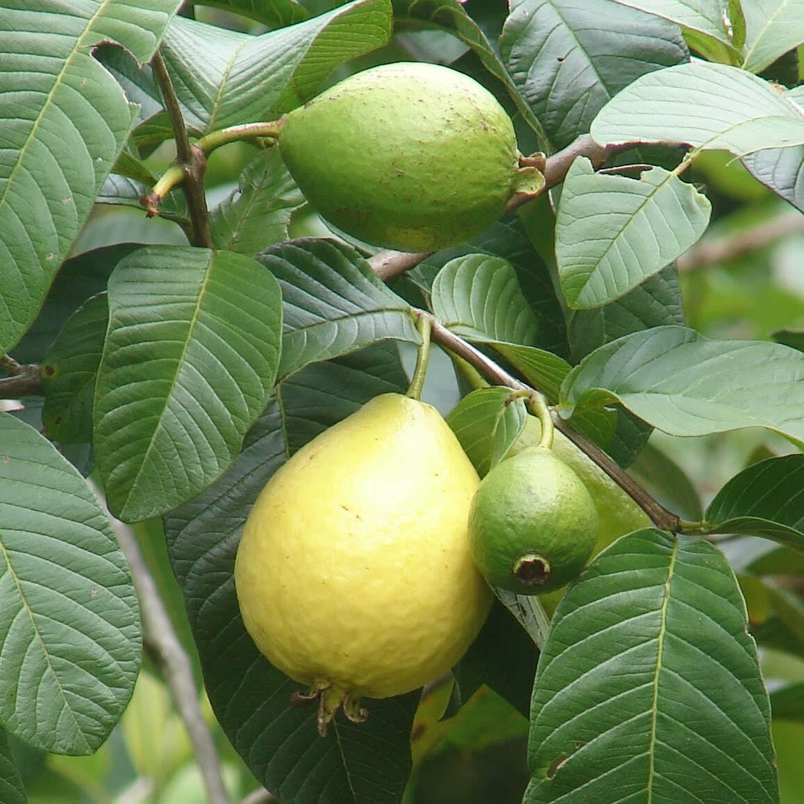 TÜPLÜ GUAVA FİDANI YAŞ 2 BOY 80-100 CM
