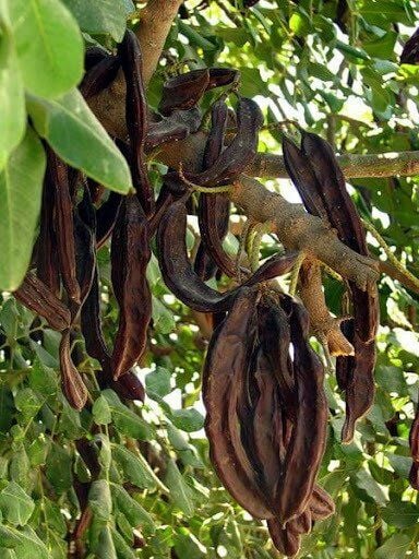 TÜPLÜ KEÇİ BOYNUZU (HARNUP) FİDANI 80-110cm