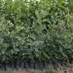 TÜPLÜ KEÇİ BOYNUZU (HARNUP) FİDANI 80-110cm