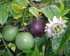 TÜPLÜ PASSİFLORA FİDANI YAŞ 2 BOY 90-120CM