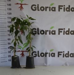 BİRBİRİNİ TOZLAYAN 2 YAŞ AŞILI FUERTE VE HASS AVAKADO (2'Lİ PAKET)