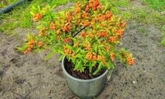 4 ADET Saksıda Ateş Dikeni (pyracantha) Fidanı (50-70 Cm)