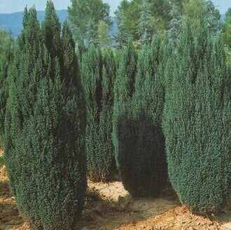 2 Yaş Elvudi Çamı, Chamaecyparis Lawsoniana 70-100 cm