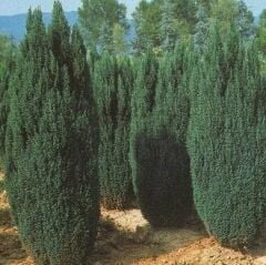 2 Yaş Elvudi Çamı, Chamaecyparis Lawsoniana 70-100 cm
