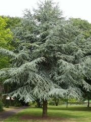 Mavi Atlas Sediri (Cedrus Atlantica) 70-90 CM